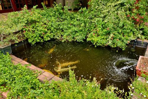 a fish pond with plants in a garden at Owls Loft Guest House in Midrand