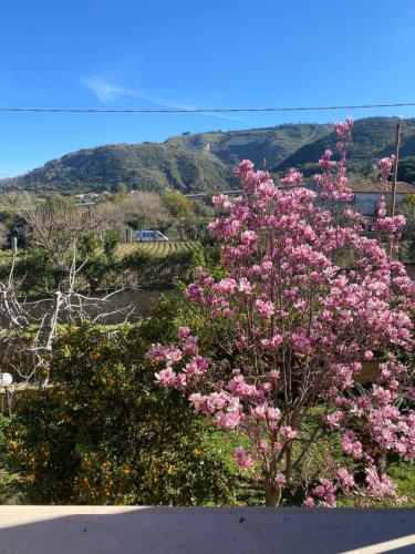 une brousse de fleurs roses avec une montagne en arrière-plan dans l'établissement Villa Saturno, à Tropea