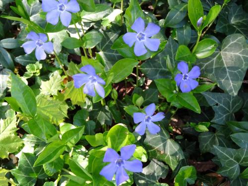 a group of blue flowers with green leaves at Gentilhommière de Collonges in Prissé