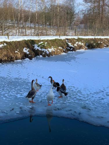 a group of ducks walking on a frozen lake at Agro na Wapniarni in Białla