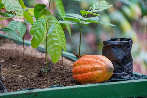 a bag of pumpkins sitting next to a plant at Pie in the Sky 1 Gorgeous Cottage with spectacular scenic views in El Fosforo