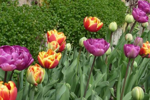 a bunch of colorful tulips in a garden at Le Relais des Malettes Chambres d'hôtes B&B in Francheville