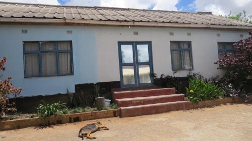 a cat sitting in front of a house at Fish Eagle Backpackers in Lusaka