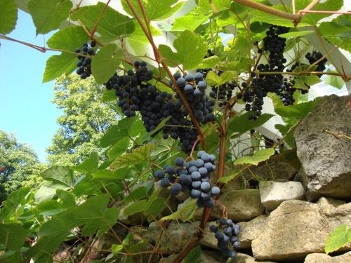 a bunch of black grapes hanging from a wall at Muhu Tõnise Talu in Liiva