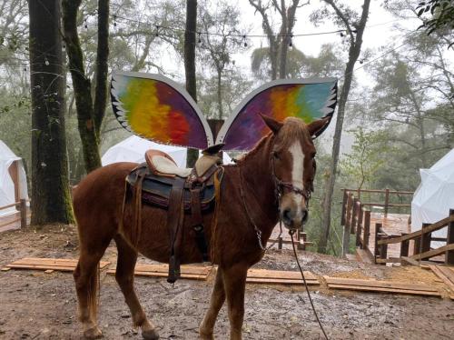 a brown horse with butterfly wings on its back at MANDALA CAMP in Tomatlán
