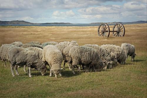 a herd of sheep grazing in a field with a wagon at Vinnhaus in Puerto Natales