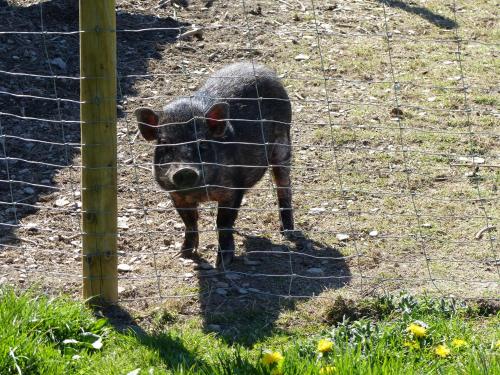 a pig standing behind a wire fence at Xavers Ranch in Meschede