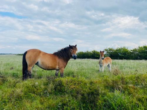 two horses and a baby horse standing in a field at The Royal Oak Inn in Withypool