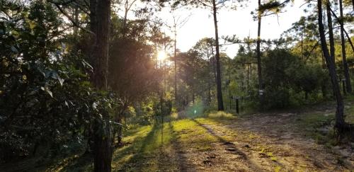 a dirt road with the sun shining through the trees at Cabañas Bosque llano de la Virgen in Intibucá