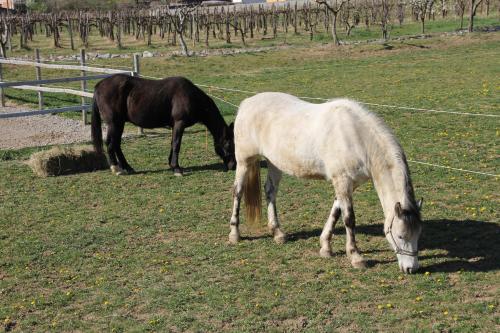 two horses grazing in a field of grass at Guesthouse Ošterija in Branik