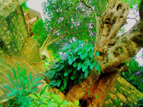 a tree with a bunch of green leaves on it at Mount View in Polonnaruwa