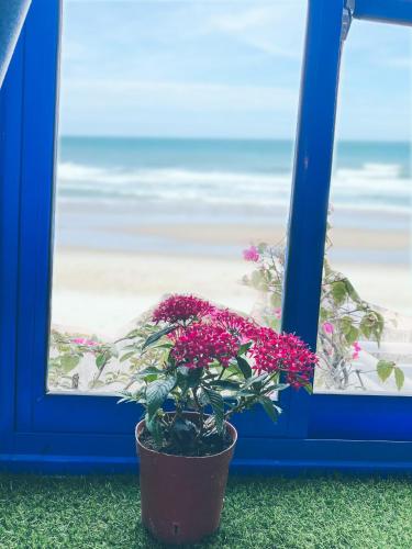a potted plant in front of a window with the beach at Cát Homestay in Quy Nhon