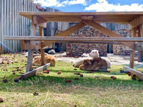a group of sheep laying on the grass under a picnic table at Tailor Made Tekapo Accommodation - Hostel in Lake Tekapo