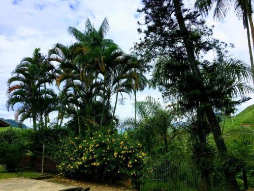 a group of palm trees and flowers in a yard at Casa/sítio na serra em Bom Jardim - RJ in Bom Jardim