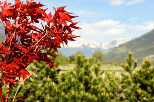 a red tree in a field with mountains in the background at Hof Schupfer - Alpstay in Naturno