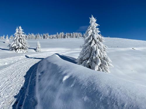 a pile of snow next to a group of trees at Pensiunea Bradet - Padis in Padis