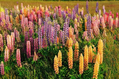 Witte Weelde Texel في دي كوخ: حقل من الزهور الملونة في حقل