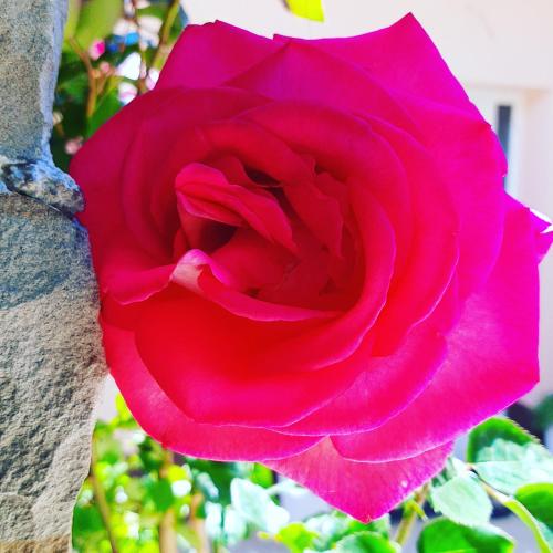 a red rose is growing on a tree at Red Rose Apartment in Portorož