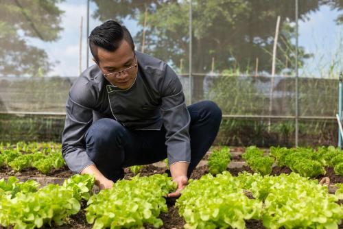 a man is planting lettuce in a garden at Mövenpick Resort Khao Yai in Ban Wang Sai