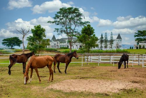 a group of horses grazing in a field at Mövenpick Resort Khao Yai in Ban Wang Sai