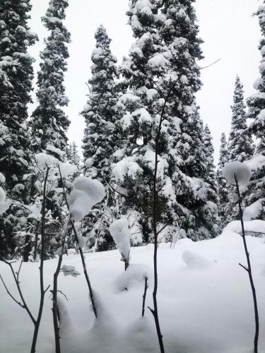 a group of trees with snow on them at Aurora Denali Lodge in Healy