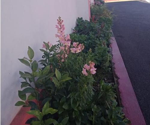 a garden with pink flowers and green plants at Sulawado Resort in Cherrapunji