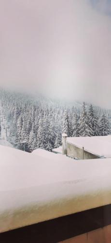 a view of a snow covered mountain with trees at Apartments Black Horse in Pamporovo
