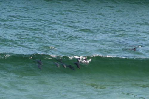 a group of birds riding a wave in the ocean at Gulls Way in Keurboomstrand