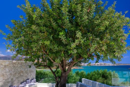 a tree in front of a wall and the ocean at The Island Concept Luxury Boutique Hotel Heated Pool in Agios Nikolaos