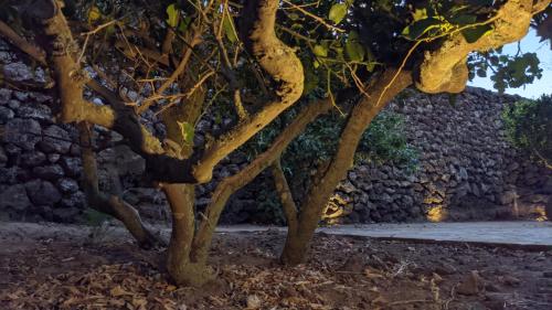 a tree in front of a stone wall at Horizon Pantelleria in Pantelleria