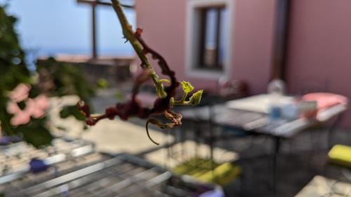 a close up of a plant in a cage at Horizon Pantelleria in Pantelleria