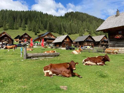 a group of cows laying in the grass in a field at Berghaus Weissbriach in Weissbriach