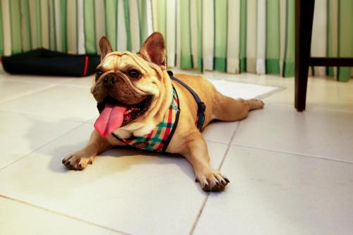a small dog laying on the floor with its tongue at Quality Hotel & Suítes São Salvador in Salvador