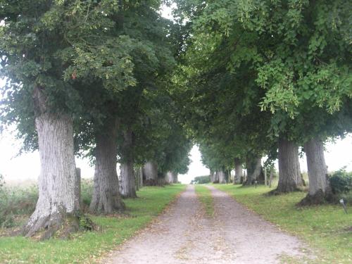 En trädgård utanför Manoir de Coulandon