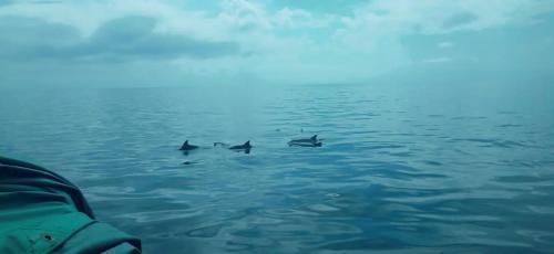 a group of dolphins swimming in the water at Wasini Raha Snorkeling and Diving in Wasini