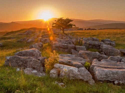 a sunset over a field with a stone wall and a tree at Winskill Cottage in Settle