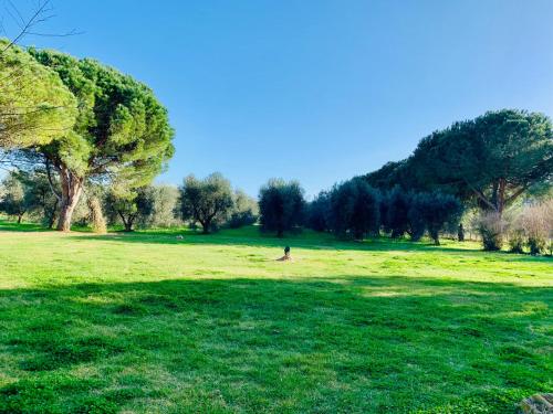 a person sitting in a field of green grass at IL BORGHETTO di ANSEDONIA in Ansedónia