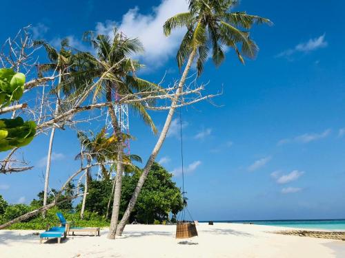 two palm trees on a beach with a swing at Malas Island View in Fulidhoo