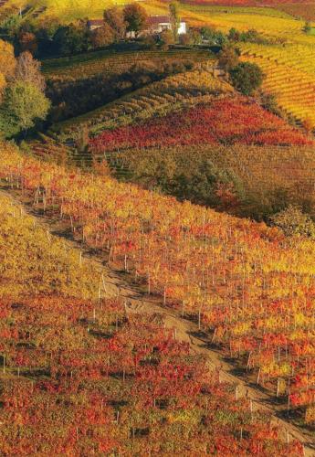an aerial view of a vineyard with autumn leaves at Astixio in San Damiano dʼAsti