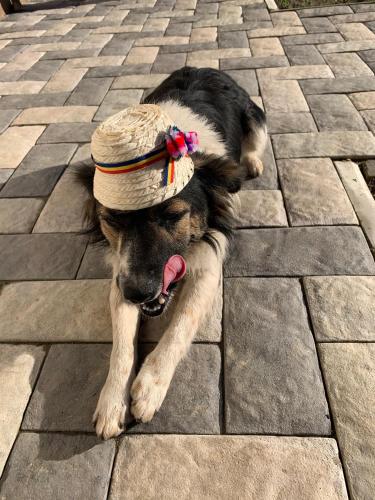 a dog laying on the ground wearing a hat at Rai pe Vale Boutique & Spa in Leordina