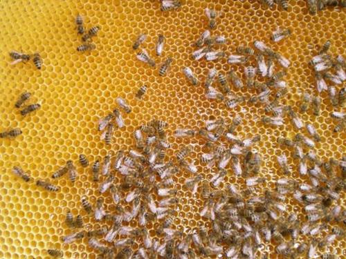 a group of bees working on a honeycomb at Farm Stay Rotovnik - Plesnik in Slovenj Gradec