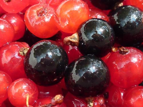 a pile of red and black berries at Farm Stay Rotovnik - Plesnik in Slovenj Gradec