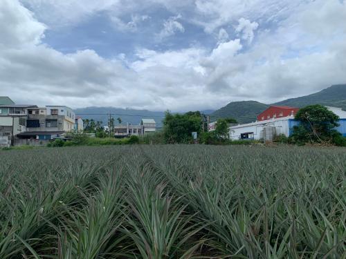 a field of grass with buildings in the background at AwIN’s Homestay in Ruisui