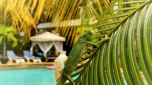 a green lizard sitting on a leaf next to a pool at Kibanda Natural Kendwa Villa in Kendwa