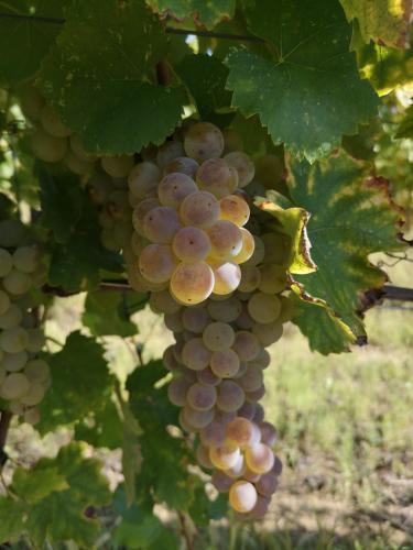 a bunch of grapes hanging from a tree at Da Foschetta in Matelica
