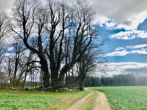 a tree in the middle of a field with a dirt road at FeWo Kornkammer Nähe Plauer See in Halenbeck