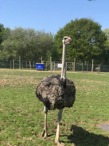 Animals at the country house or nearby 