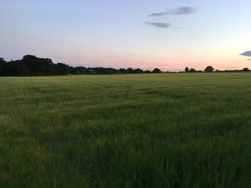 a field of tall green grass at sunset at Little Owl Self Catering in Little Barningham