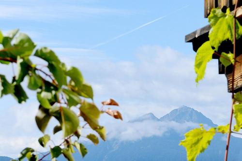 a view of a mountain from behind a tree at Ferienwohnung Enzian Nusserhof in Avelengo