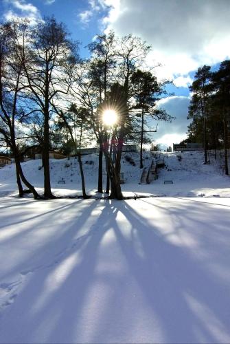 a sun shining through trees in the snow at Przystań na Zagórzu - Apartamenty nad jeziorem in Drezdenko